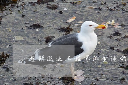 逾期退还工程保证金违约金 逾期退还工程保证金违约金