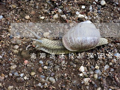 逾期退还投标保证金除本金外 逾期退还投标保证金除本金外