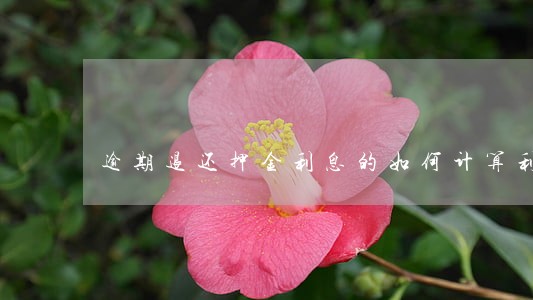 逾期退还押金利息的如何计算利息 逾期退还押金利息的如何计算利息