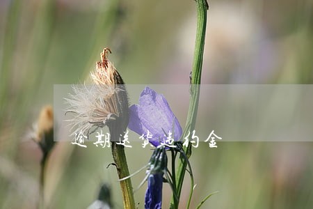 逾期送货违约金 逾期送货违约金