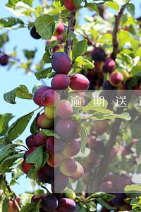 逾期送达通知书 逾期送达通知书