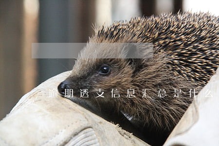 逾期透支信息汇总是什么意思 逾期透支信息汇总是什么意思