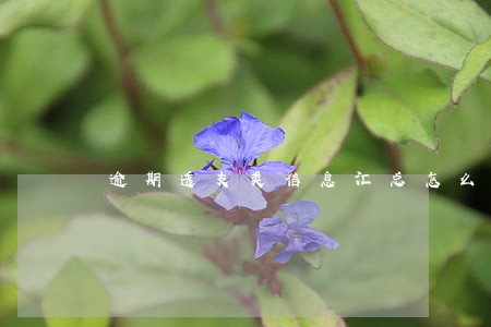 逾期透支类信息汇总怎么看 逾期透支类信息汇总怎么看