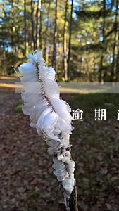 逾期递交签证 逾期递交签证