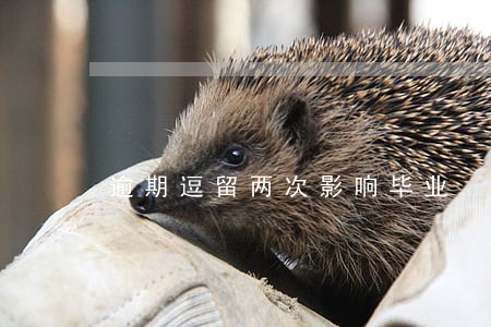 逾期逗留两次影响毕业