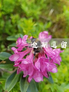 逾期逗留出境香港签证要多久 逾期逗留出境香港签证要多久