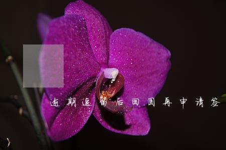 逾期逗留后回国再申请签证 逾期逗留后回国再申请签证