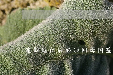 逾期逗留后必须回母国签证吗 逾期逗留后必须回母国签证吗