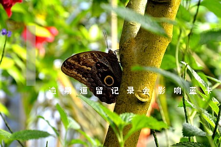 逾期逗留记录会影响蓝卡申请吗 逾期逗留记录会影响蓝卡申请吗