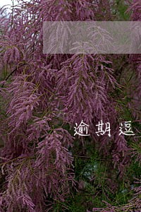 逾期逗留记录美国 逾期逗留记录美国