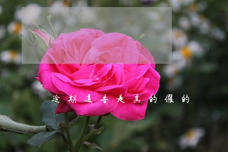 逾期通告是真的假的 逾期通告是真的假的