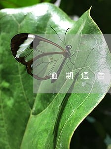 逾期通告涵必须本人领 逾期通告涵必须本人领