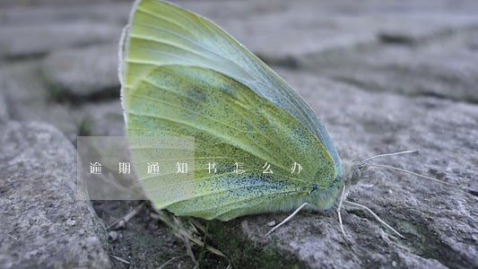 逾期通知书怎么办 逾期通知书怎么办
