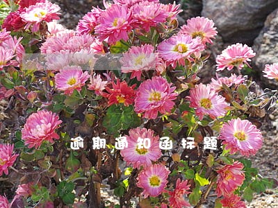 逾期通知函标题