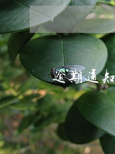 逾期通知函邮箱