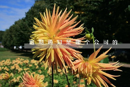 逾期通知是哪个公司的 逾期通知是哪个公司的