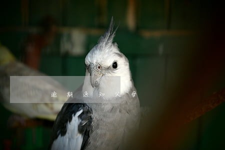 逾期通知父母 逾期通知父母