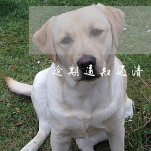 逾期通知还清 逾期通知还清