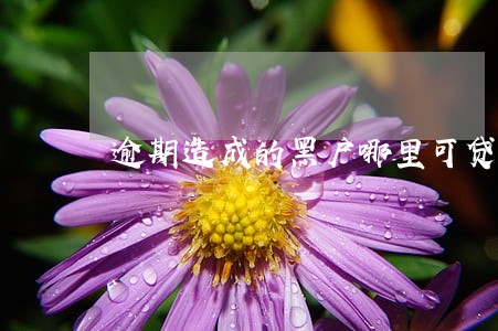 逾期造成的黑户哪里可贷