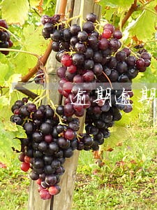 逾期逾期贷款催收方案