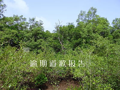 逾期道歉报告 逾期道歉报告