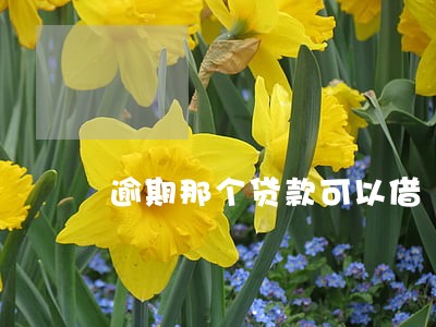 逾期那个贷款可以借 逾期那个贷款可以借