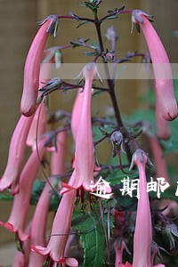 逾期邮政透支卡还能取现吗上海 逾期邮政透支卡还能取现吗上海