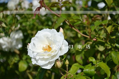 逾期都是谁打电话 逾期都是谁打电话