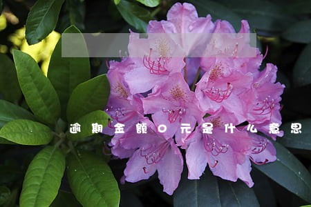 逾期金额0元是什么意思 逾期金额0元是什么意思