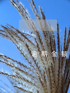 逾期金额16319 逾期金额16319