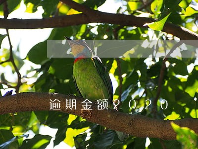 逾期金额2020 逾期金额2020