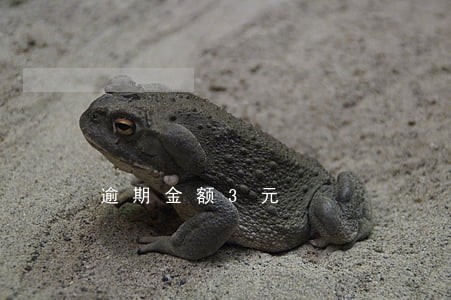 逾期金额3元 逾期金额3元