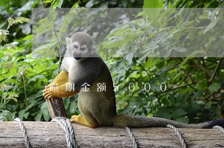 逾期金额5000 逾期金额5000