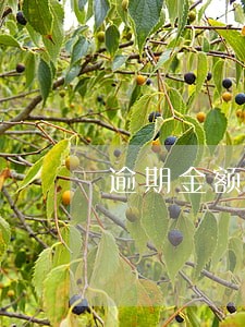 逾期金额5万怎么定义 逾期金额5万怎么定义