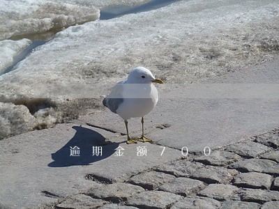 逾期金额700 逾期金额700