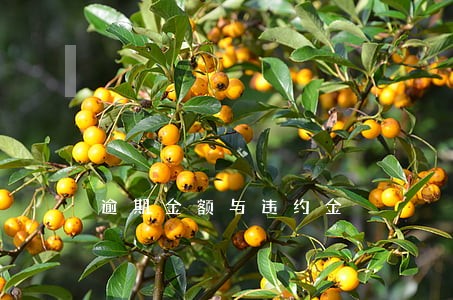 逾期金额与违约金 逾期金额与违约金