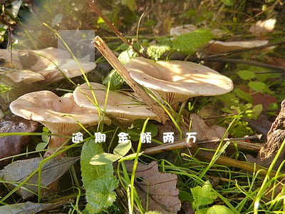 逾期金额两万 逾期金额两万