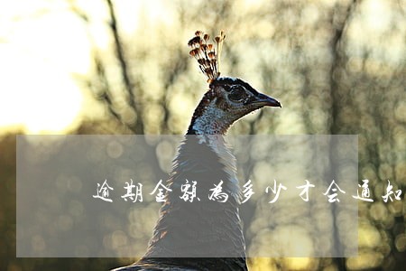 逾期金额为多少才会通知家属 逾期金额为多少才会通知家属