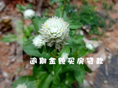 逾期金额买房贷款 逾期金额买房贷款