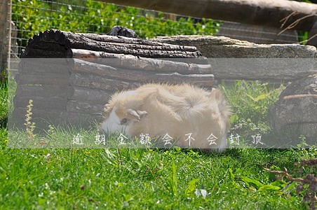 逾期金额会不会封顶 逾期金额会不会封顶