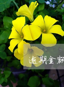 逾期金额会封顶吗 逾期金额会封顶吗