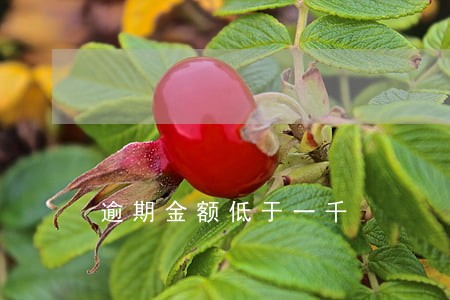 逾期金额低于一千 逾期金额低于一千