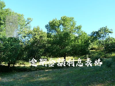 逾期金额利息表格