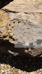 逾期金额包括贷款么