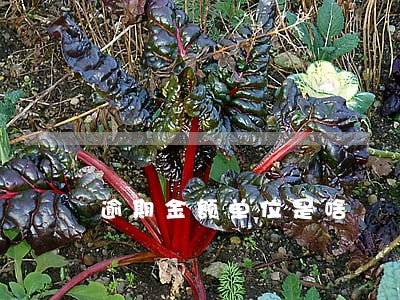 逾期金额单位是啥