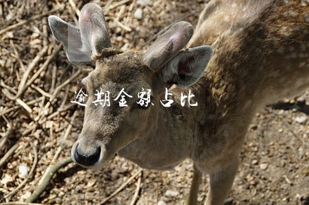 逾期金额占比 逾期金额占比