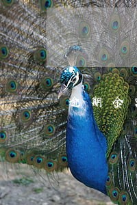 逾期金额可以销户吗 逾期金额可以销户吗
