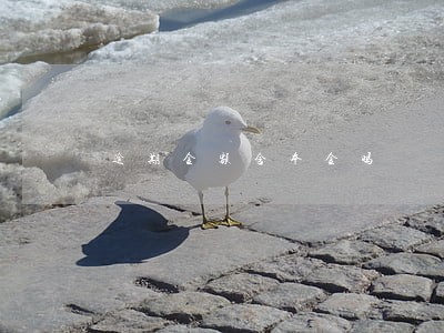 逾期金额含本金吗