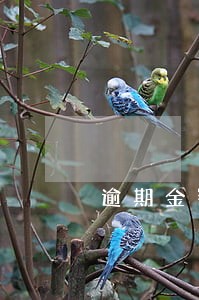 逾期金额和余额 逾期金额和余额