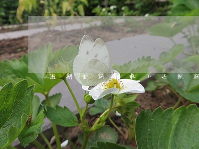 逾期金额和最小还款额 逾期金额和最小还款额
